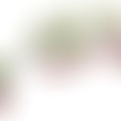 モミジの種はなぜ回転するのか?Science誌が解明した、庭の木が持つ飛行の知恵