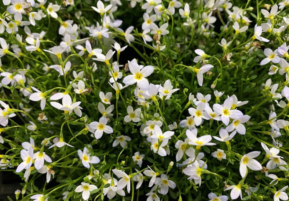 エサを待つヒナ鳥のような ヒナソウ 三重県剪定伐採お庭のお手入れ専門店 剪定屋空