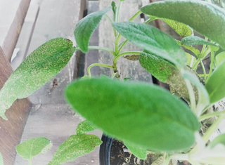 大ぶりのゾウの耳 食べてもおいしい セージ エレファントイヤー Static Wixstatic Com Media B9f5 B28f2c6f18f4498ea734a Mv2 Png V1 Fit W 996 2ch 732 2cal C File Png21 03 16t07 25 04 101z