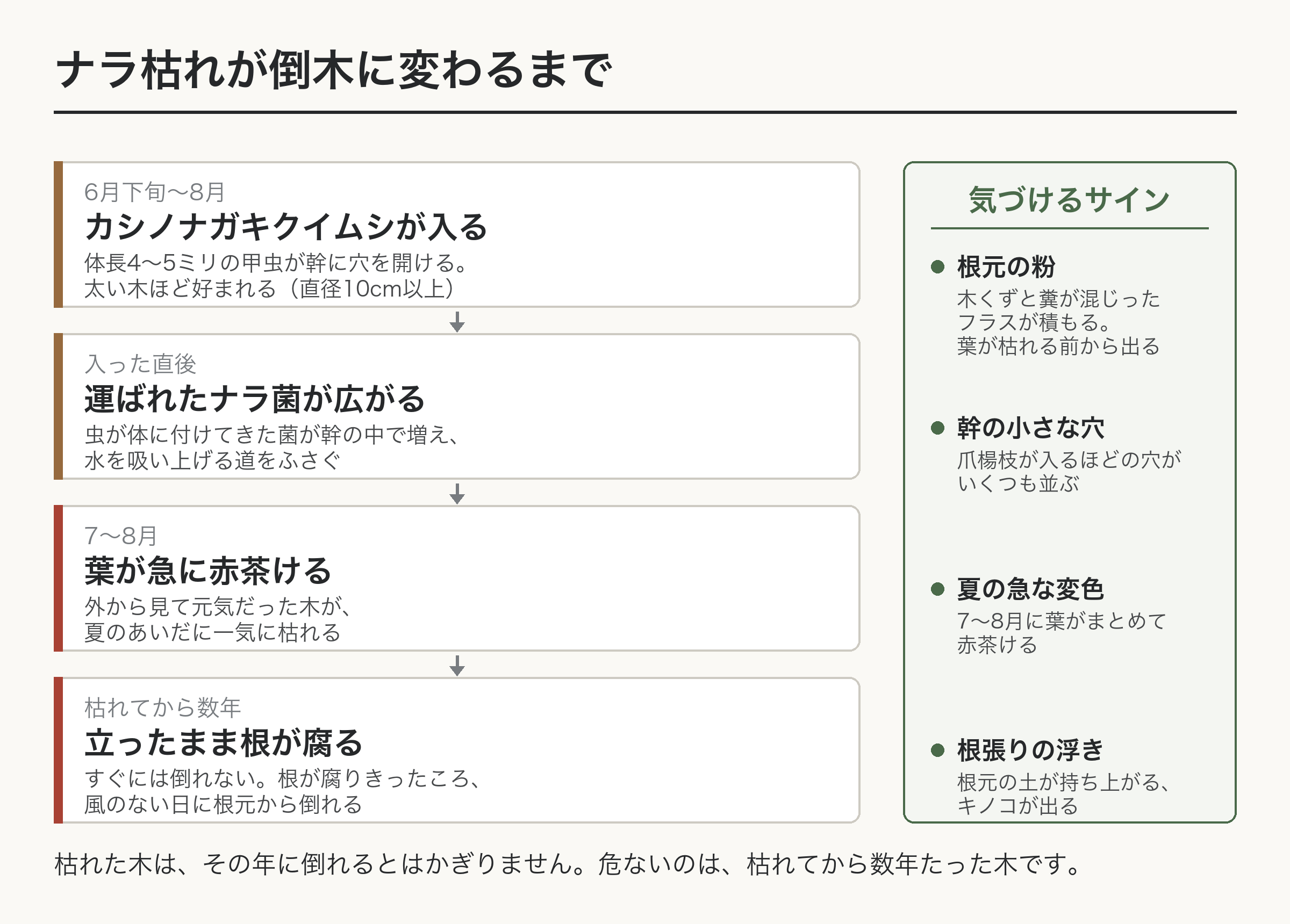 ナラ枯れ 倒木 進み方 カシノナガキクイムシ フラス 図解