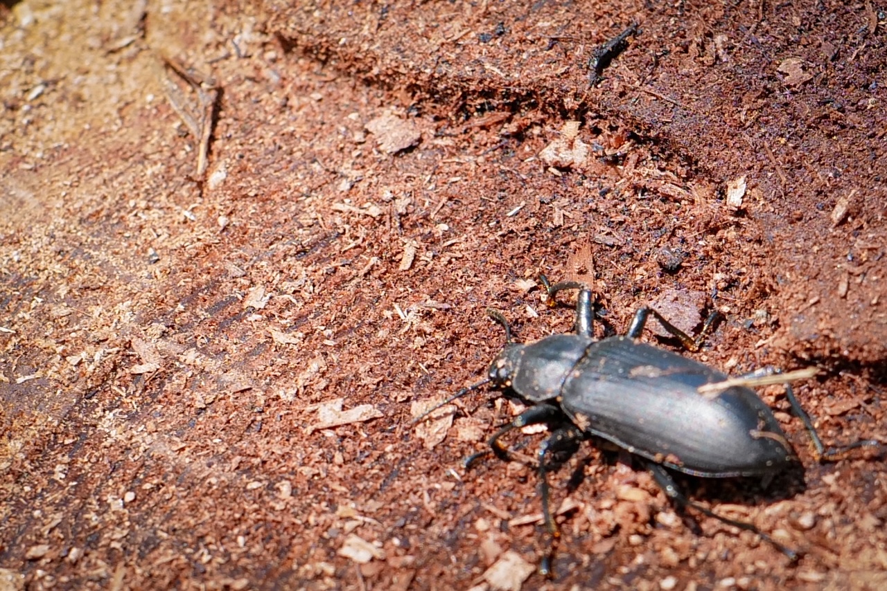 For example, earthworms eat bacteria and soil together in the soil and use them in their intestines to become feces, which are then stirred into the soil. Termites live symbiotically with fungi in their intestines that help them digest wood, and they eat dead and fallen trees, decompose them, and turn them into soil. Thanks to these activities, the soil is rich in nutrients, crops are grown, and we can feel that we are living on the food we eat every day.