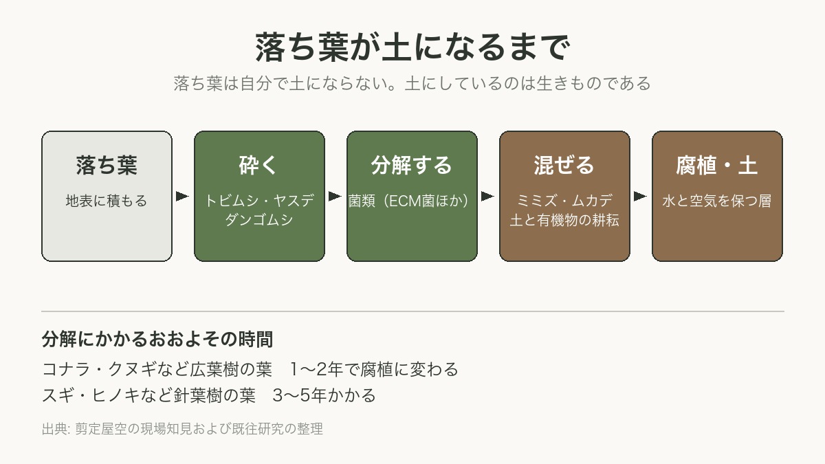 落ち葉が土になるまでの図解 分解者のリレー 剪定屋空
