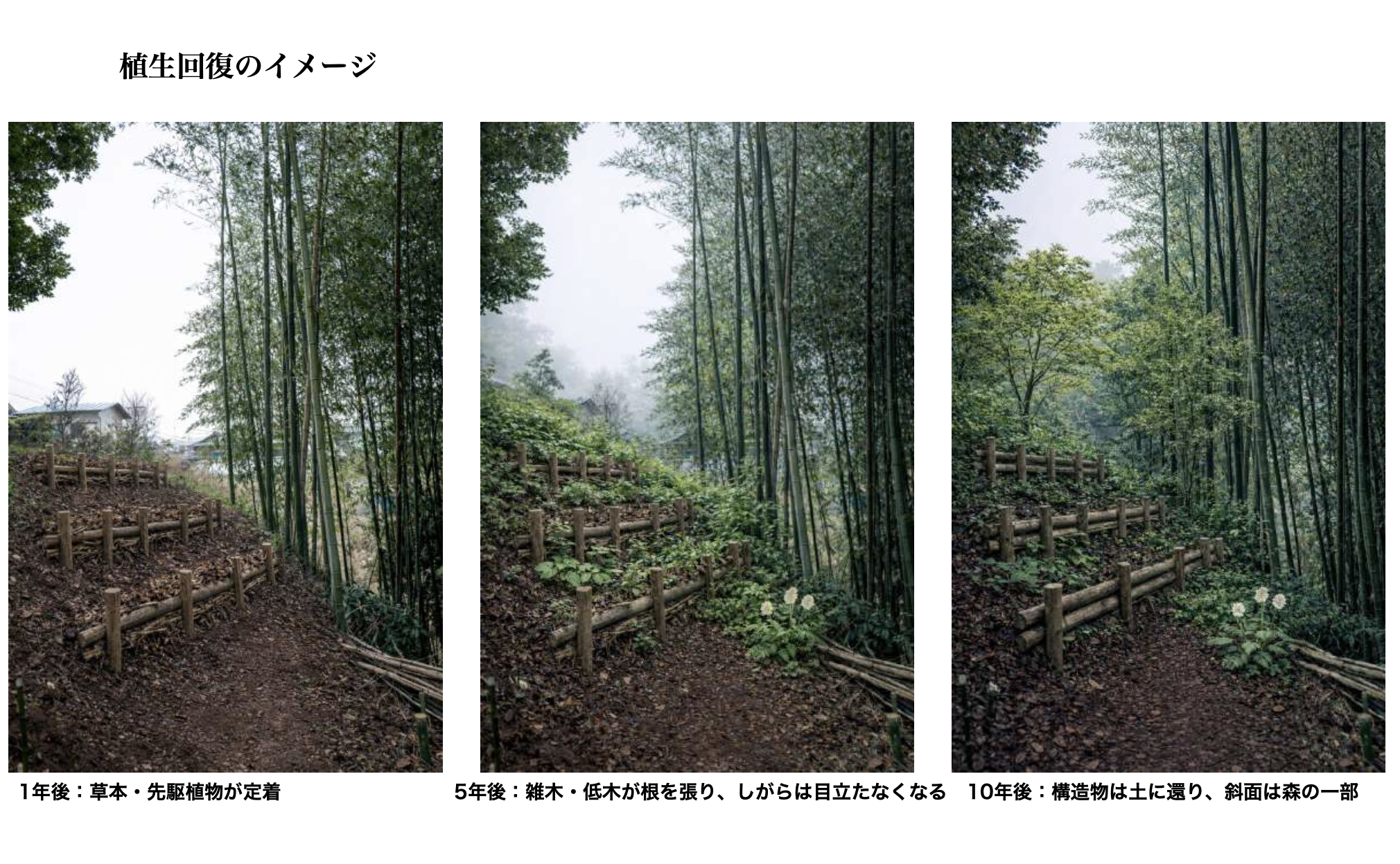 Vegetation recovery timeline diagram: shigara visible at 6 months, ground cover at 1-5 years, self-sustaining slope at 10 years