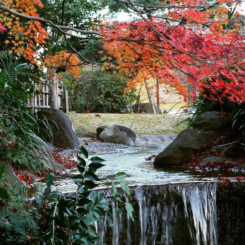 庭
