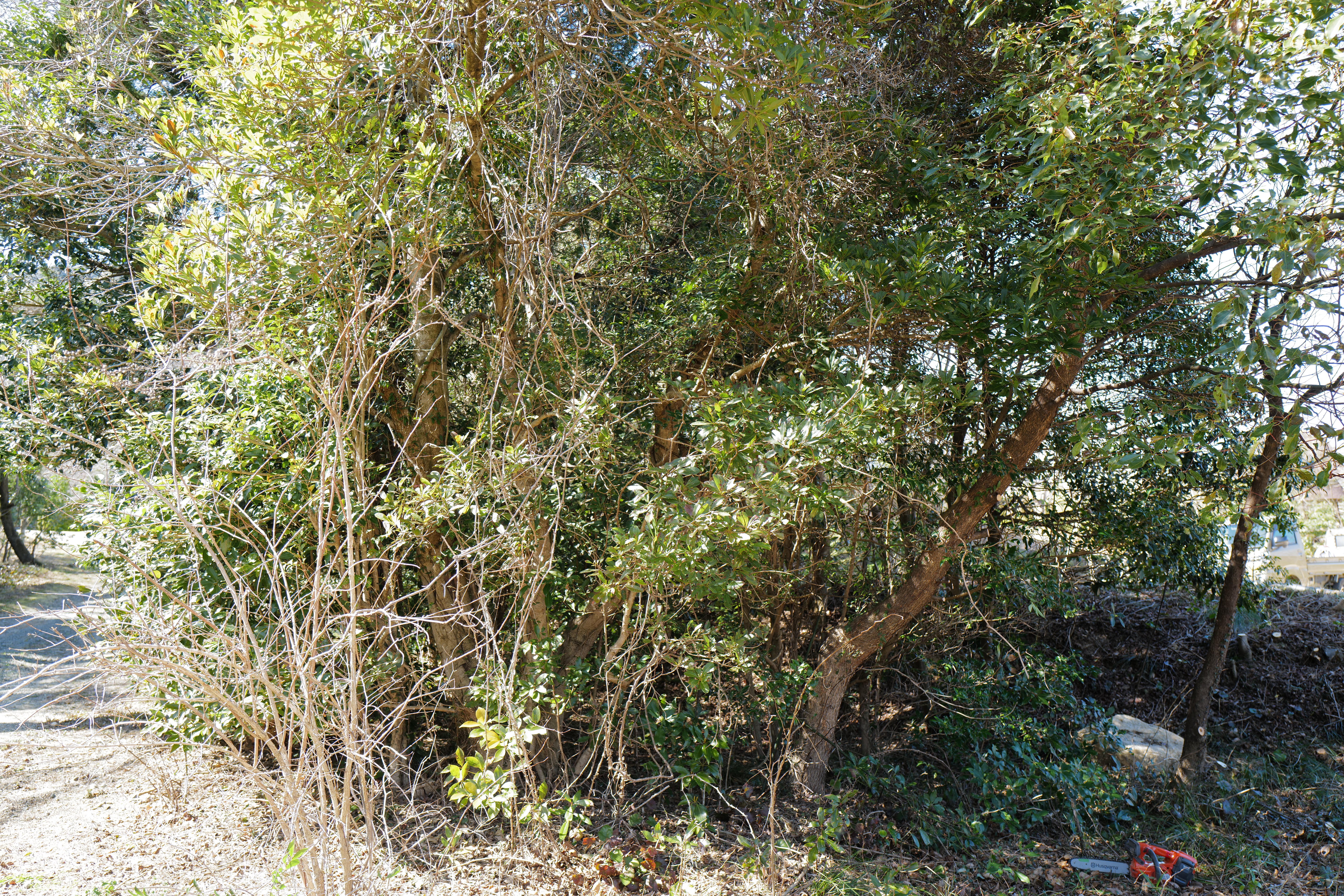 Dense pioneer species — akamegashiwa and kusagi — covering the laurel forest edge