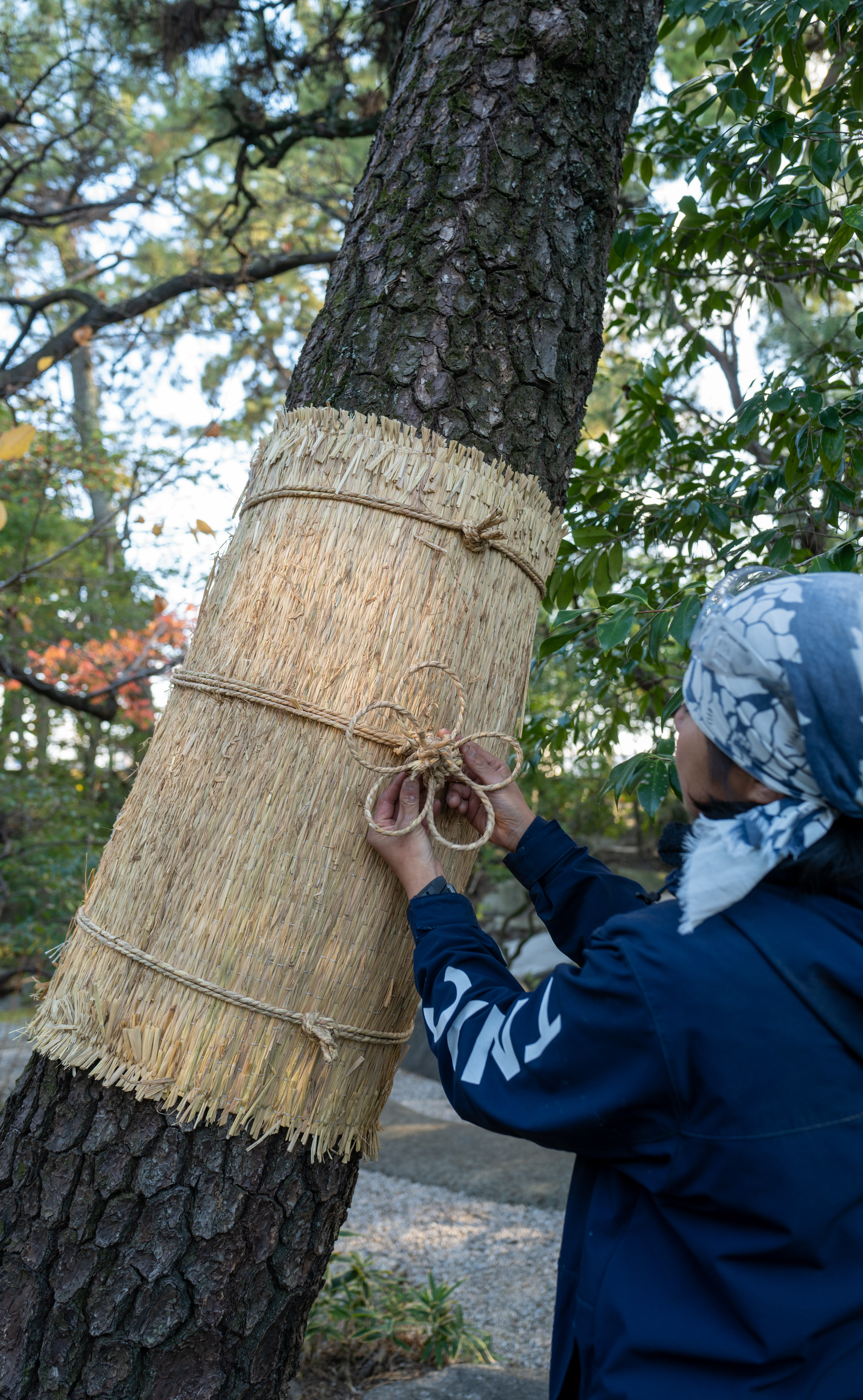 Meanwhile, recent scientific investigations have shed new light on the ecological impact of straw mats. Research at Himeji Castle has shown that many of the organisms that congregate inside the straw mats are actually beneficial insects such as spiders and turtles, which function as “ecosystem defenders” that prey on harmful insects.