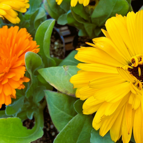 元気な冬の花。でも悲しい花言葉には気をつけてキンセンカ