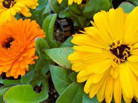 元気な冬の花。でも悲しい花言葉には気をつけてキンセンカ