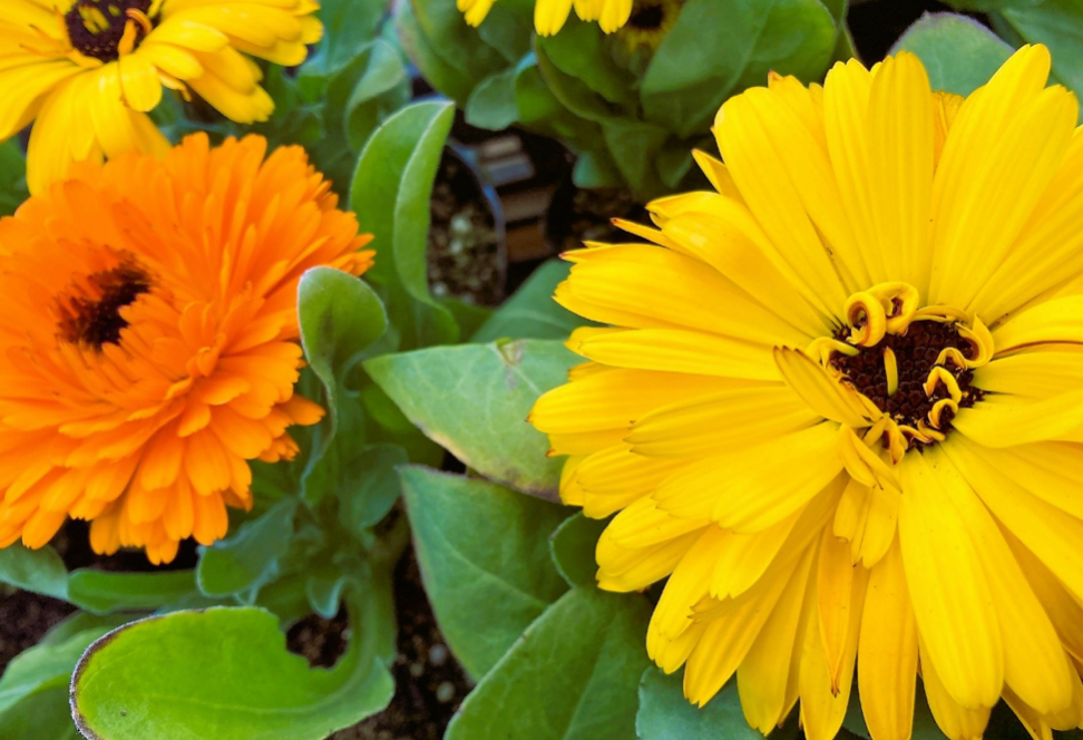元気な冬の花。でも悲しい花言葉には気をつけてキンセンカ