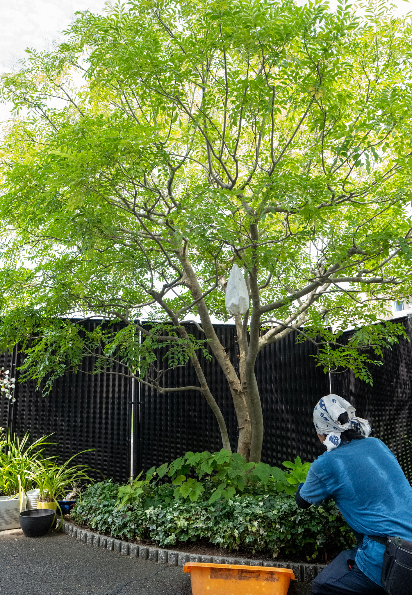 三重郡川越町 とみすはらメンタルクリニック様 樹木周りの除草作業
