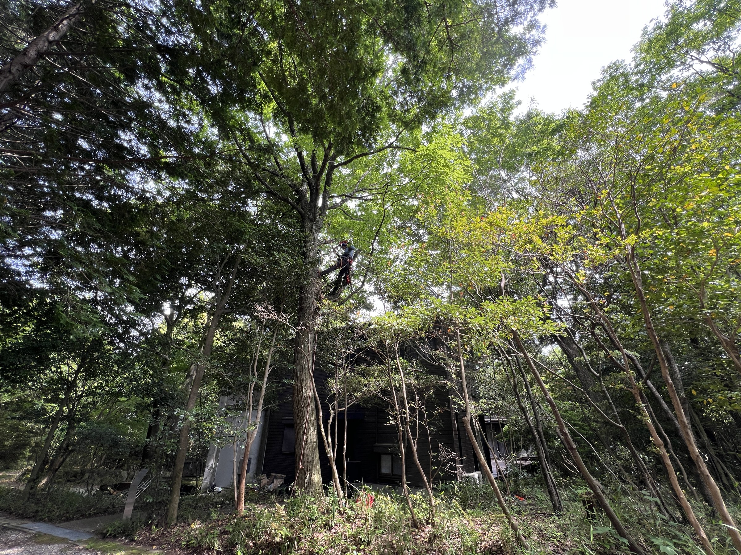 雑木林の樹冠から光が差し込む様子 三重県菰野町の雑木の庭