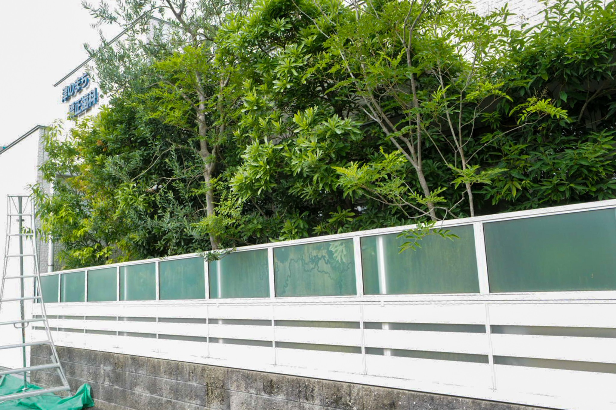 津市 矯正歯科 緑地 壁面沿いの植栽 手入れ前 剪定屋空