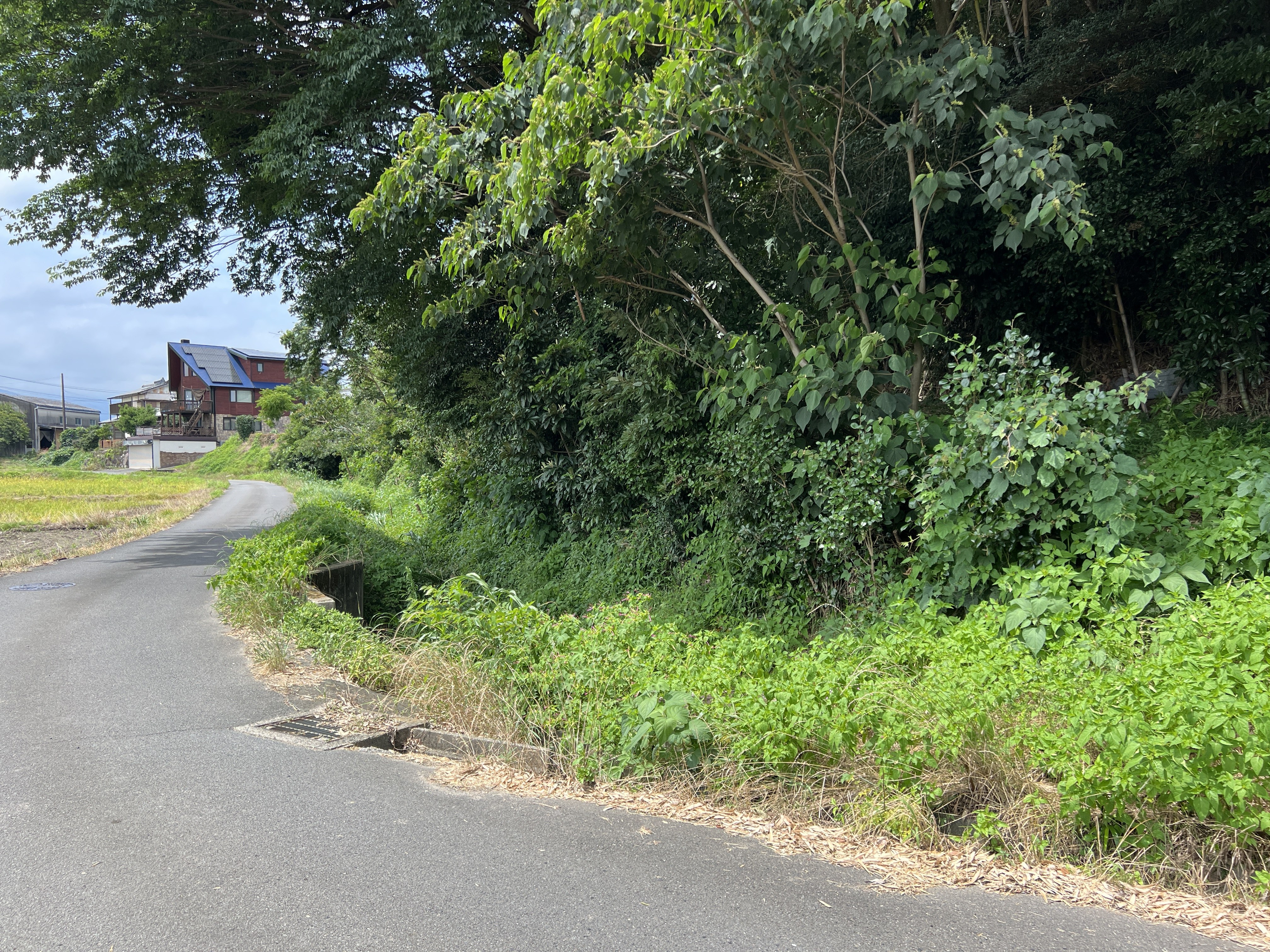 鈴鹿市 淡竹 竹林 道路沿いの繁茂 剪定屋空