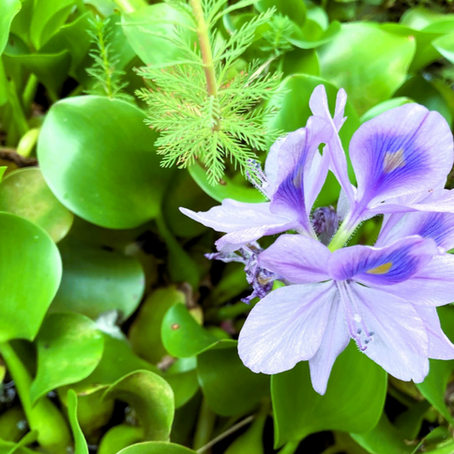 美しき青い悪魔ウォーターヒヤシンス。その厄介者植物が人気雑貨にホテイアオイ