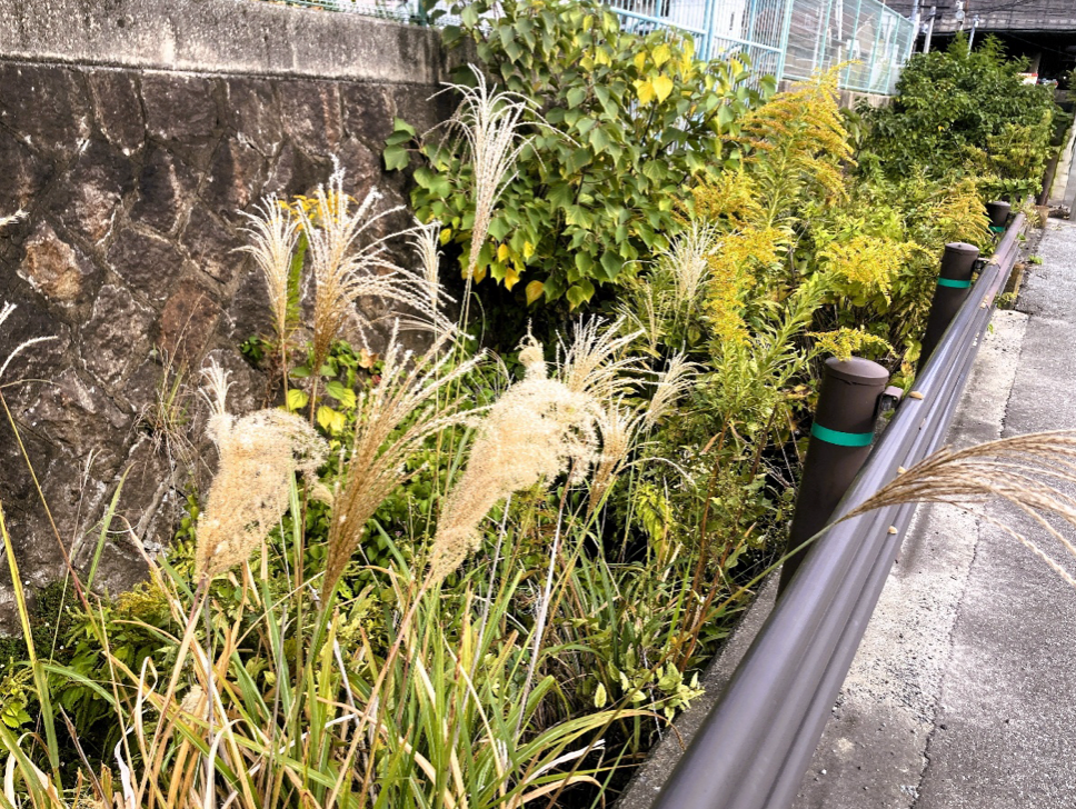 ススキとセイタカアワダチソウの終わりなき戦い…セイタカアワダチソウ