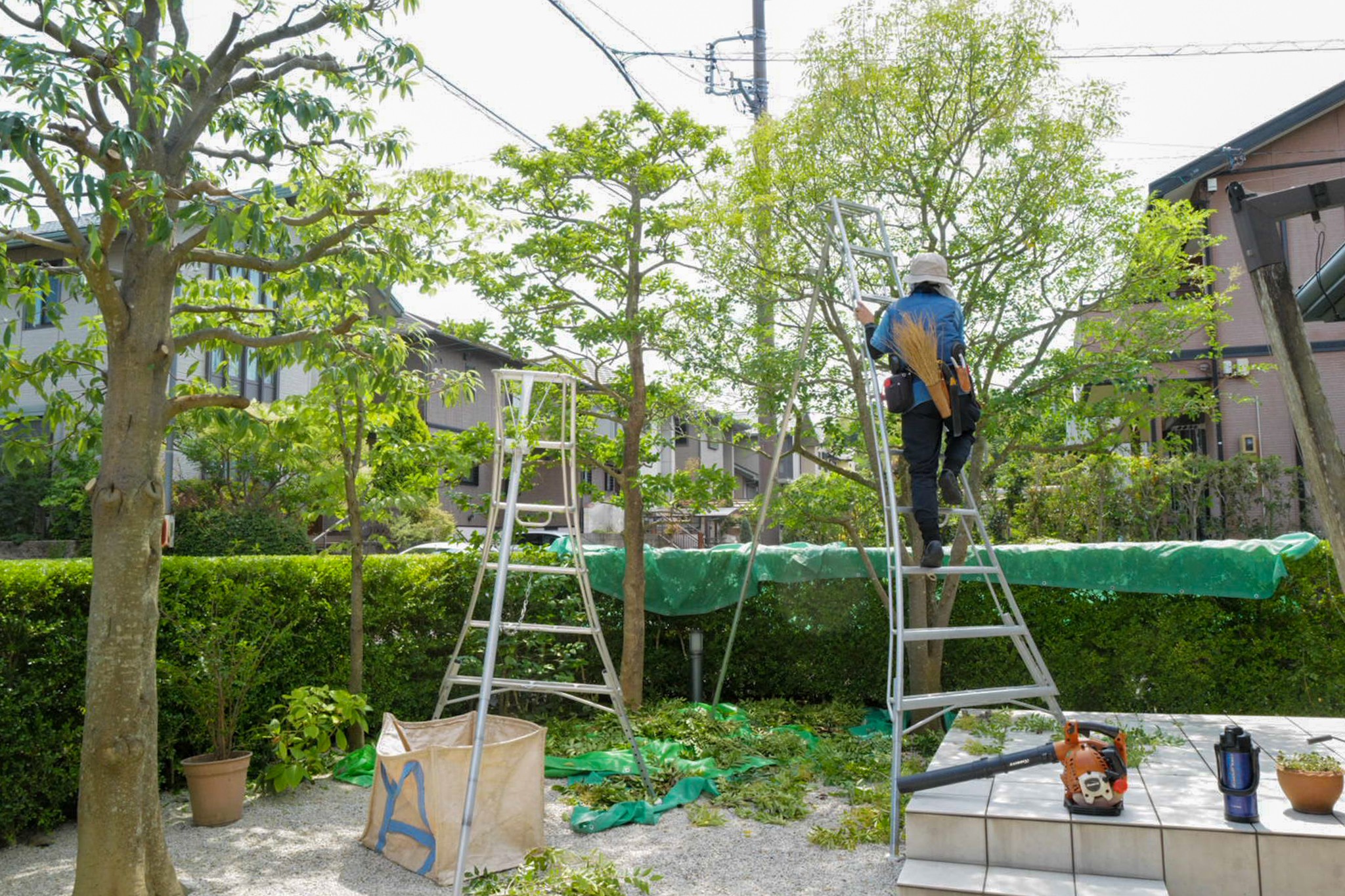 夏の高木剪定 脚立 剪定屋空