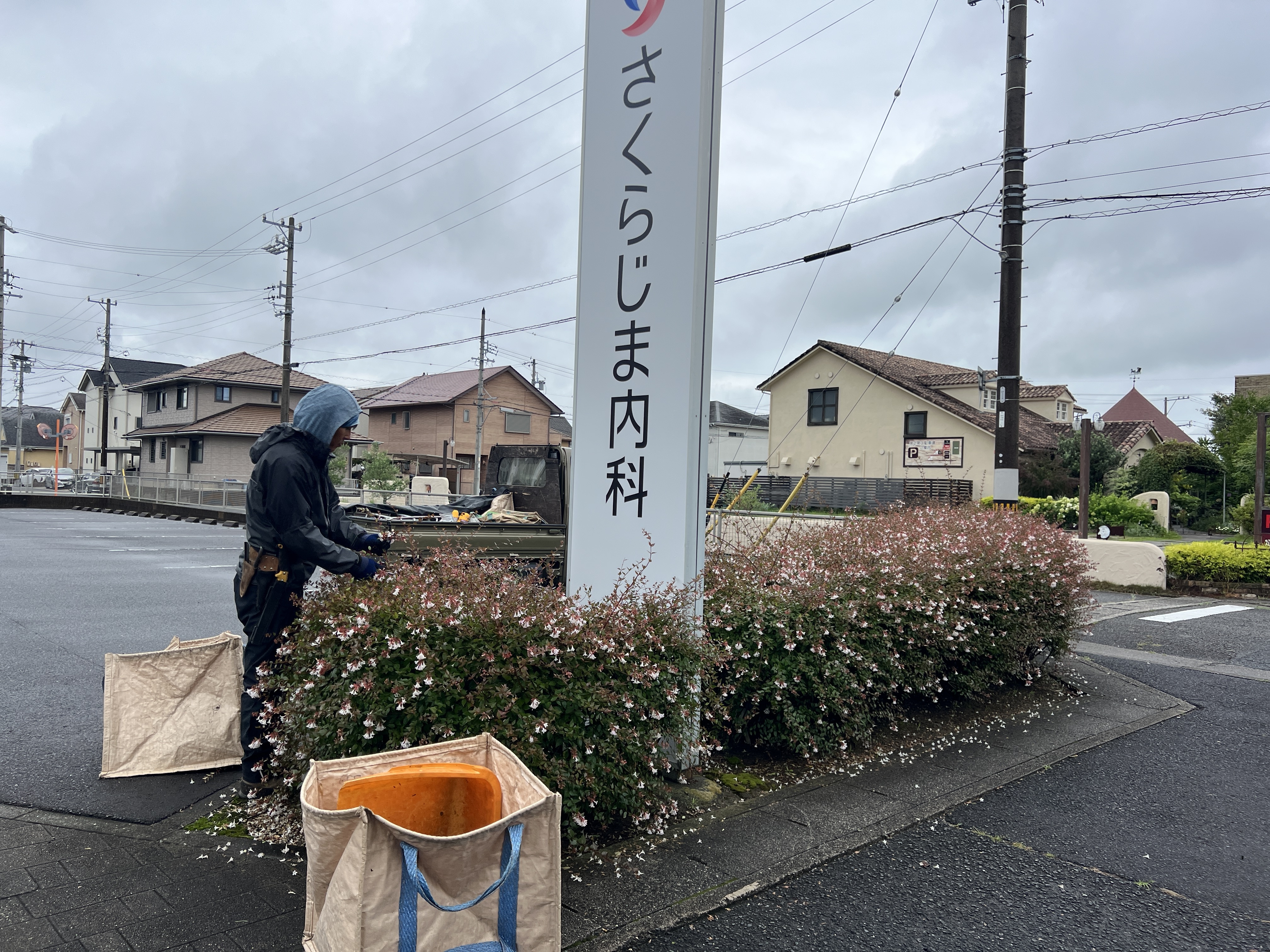 さくらじま内科様 花が咲くアベリアの生垣