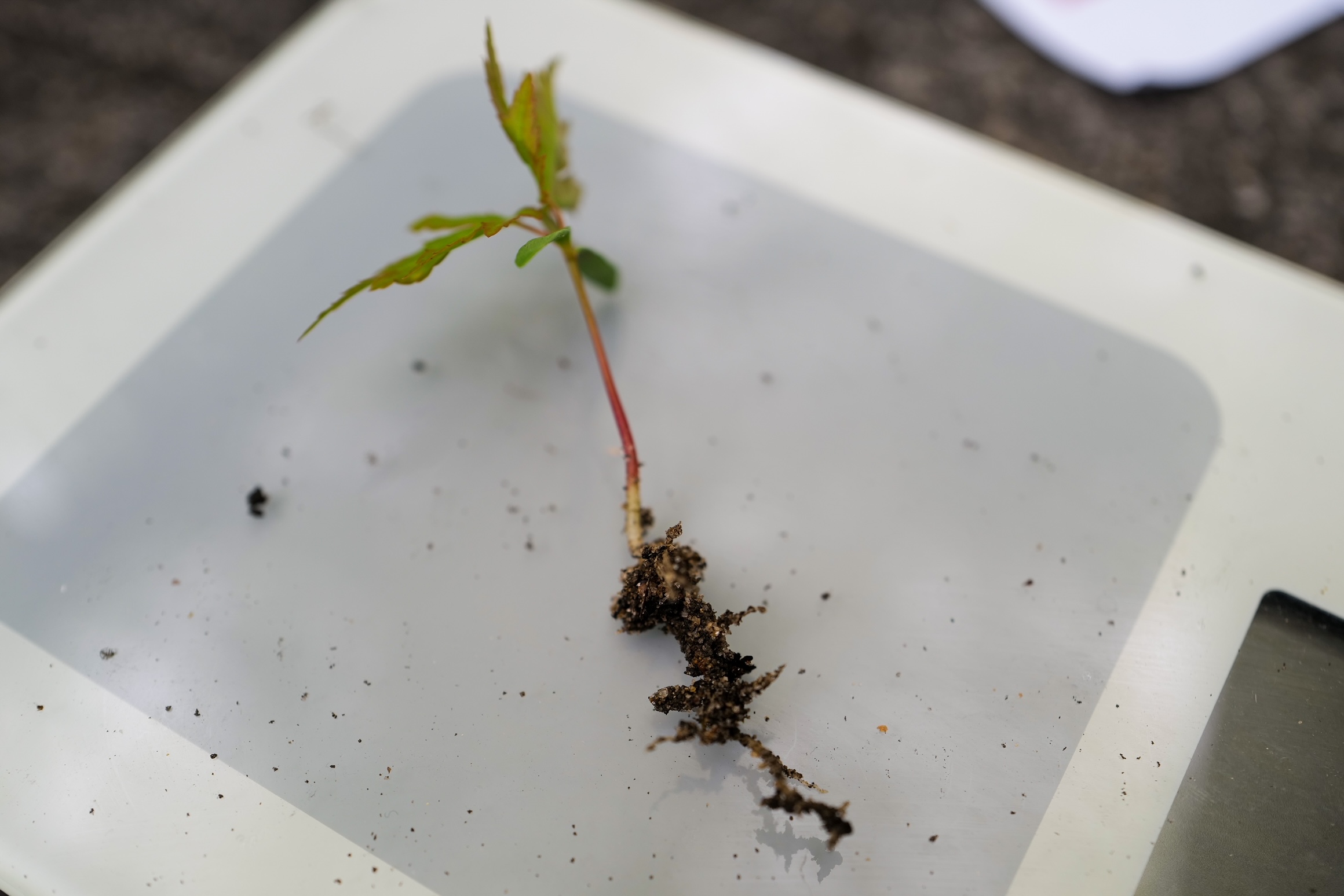 モミジの実生3本の細根と周辺土壌を採取。AM菌共生率・胞子数の分析に送付予定。