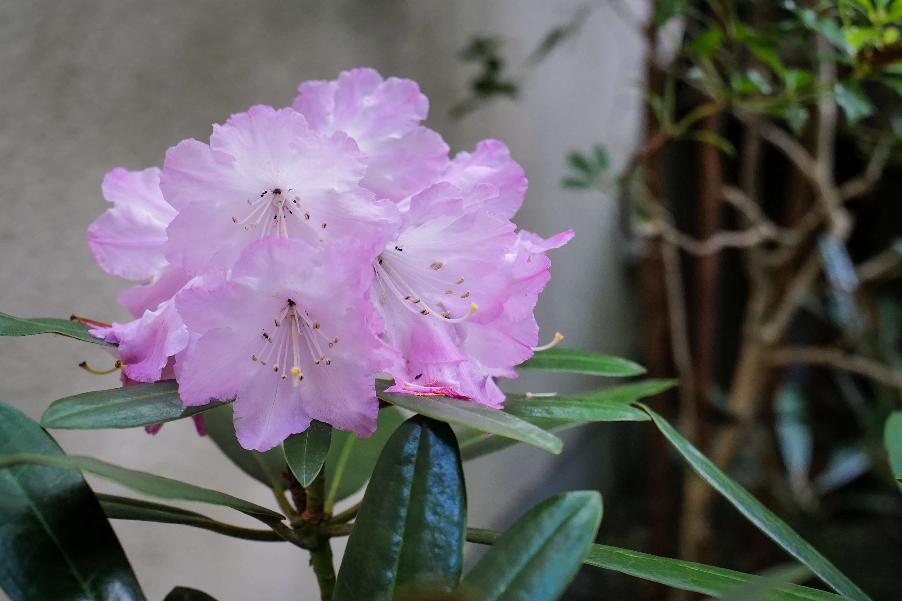 Hon-shakunage in bloom in a Japanese garden near the Suzuka mountains, Mie Prefecture