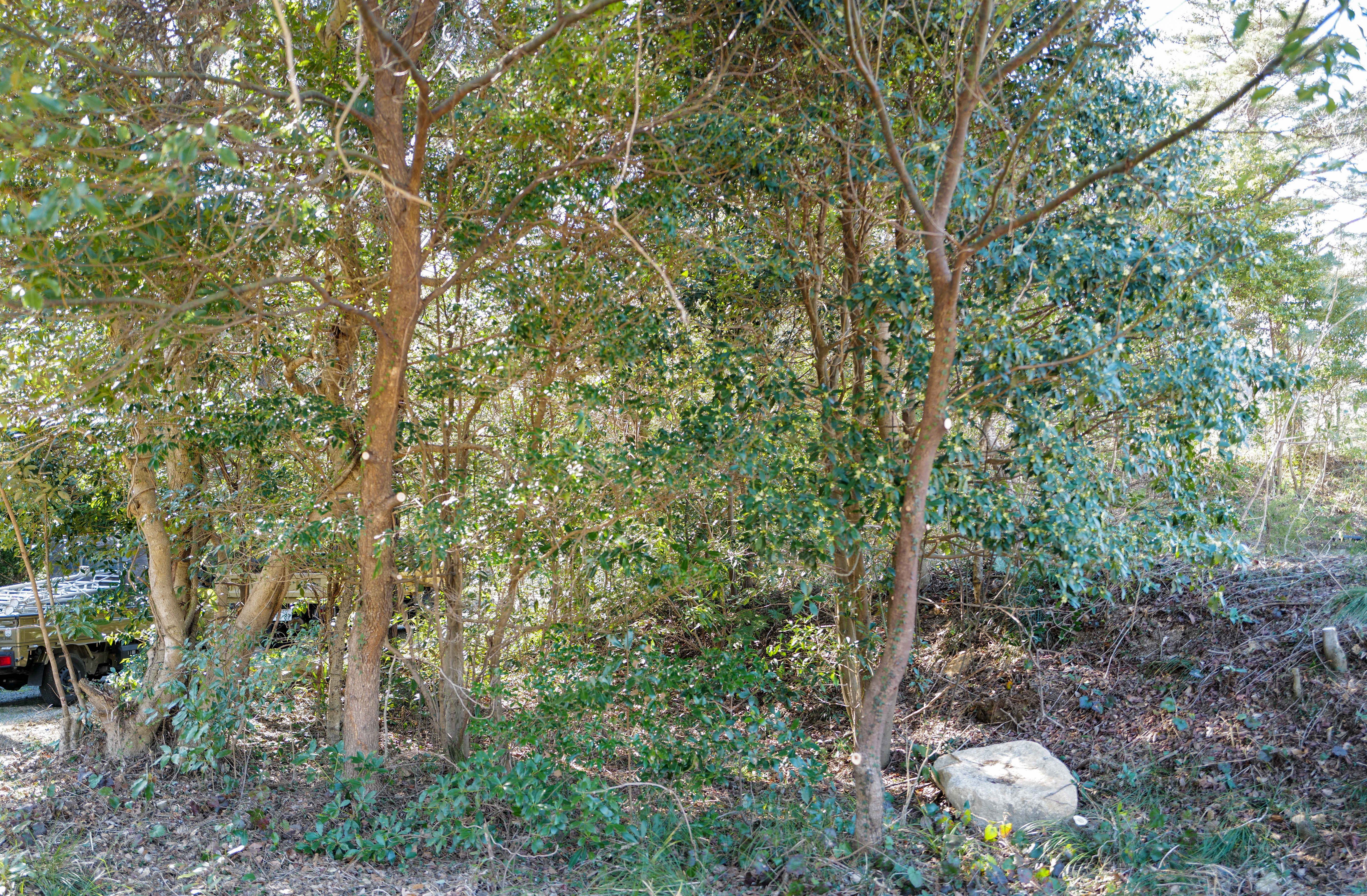 After clearance: camphor and bay tree trunks visible, light reaching the laurel forest floor
