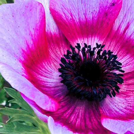 秋　10月が植え時。長雨シーズンの終わりに風の花を想う　アネモネ