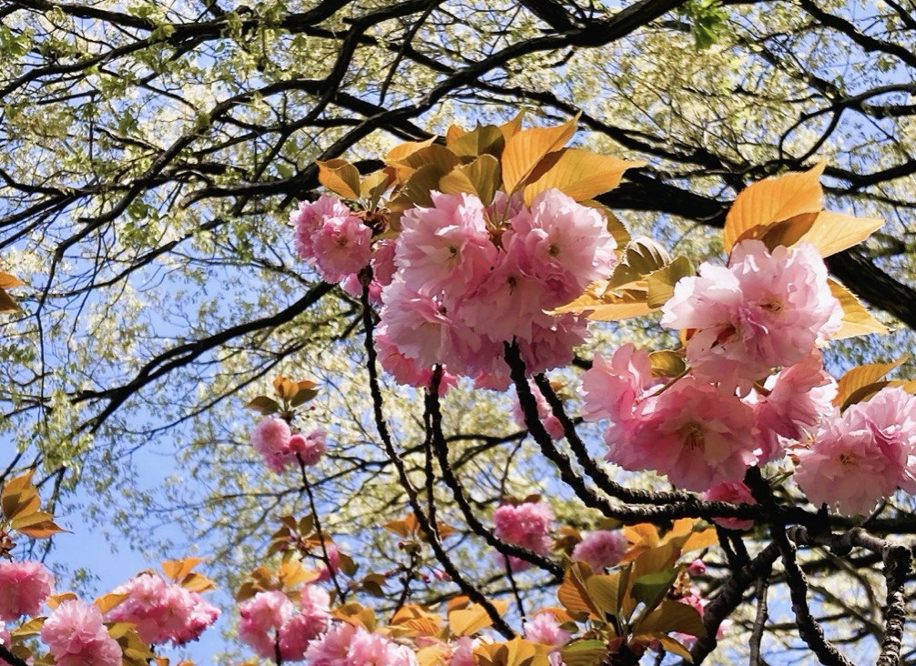 牡丹桜（ヤエザクラ）とは？菊桜とも呼ばれる花びらの特徴と種類剪定屋空