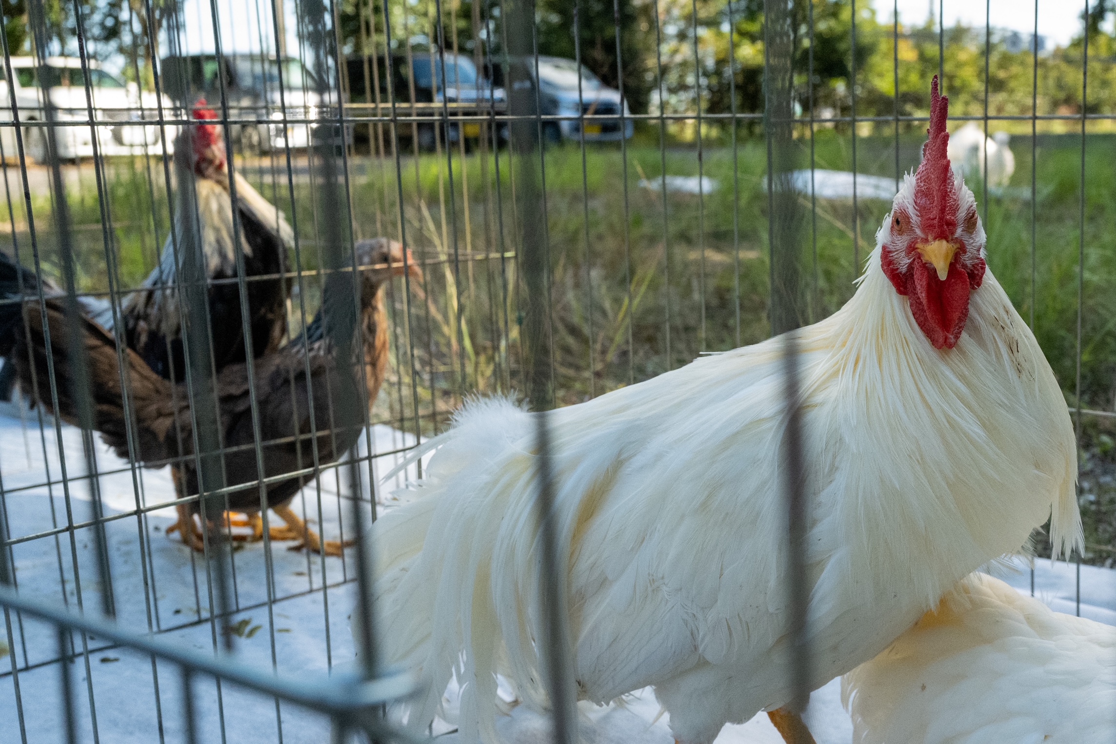 Japan Native Chicken registration review event