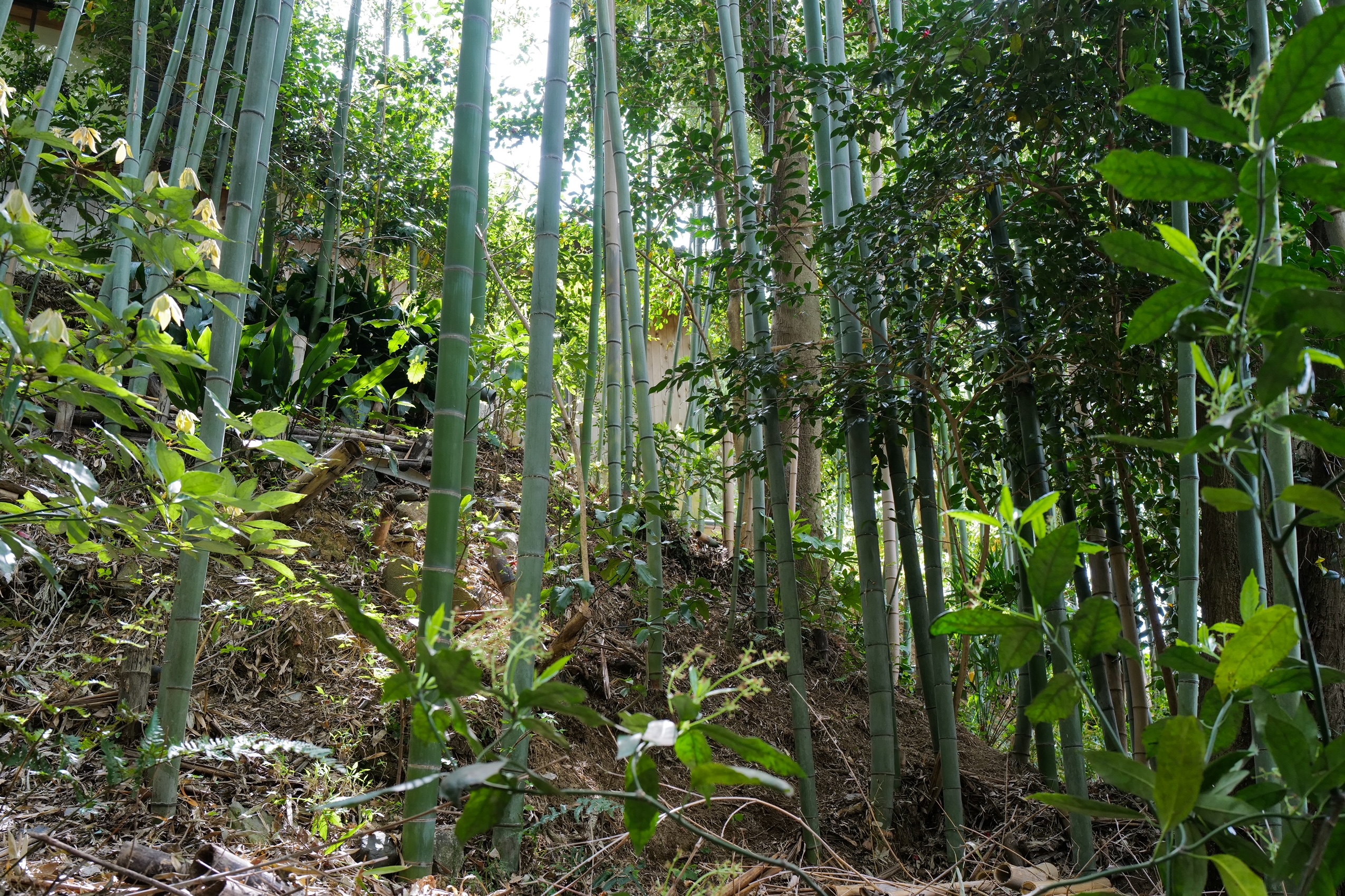 竹林の生物多様性