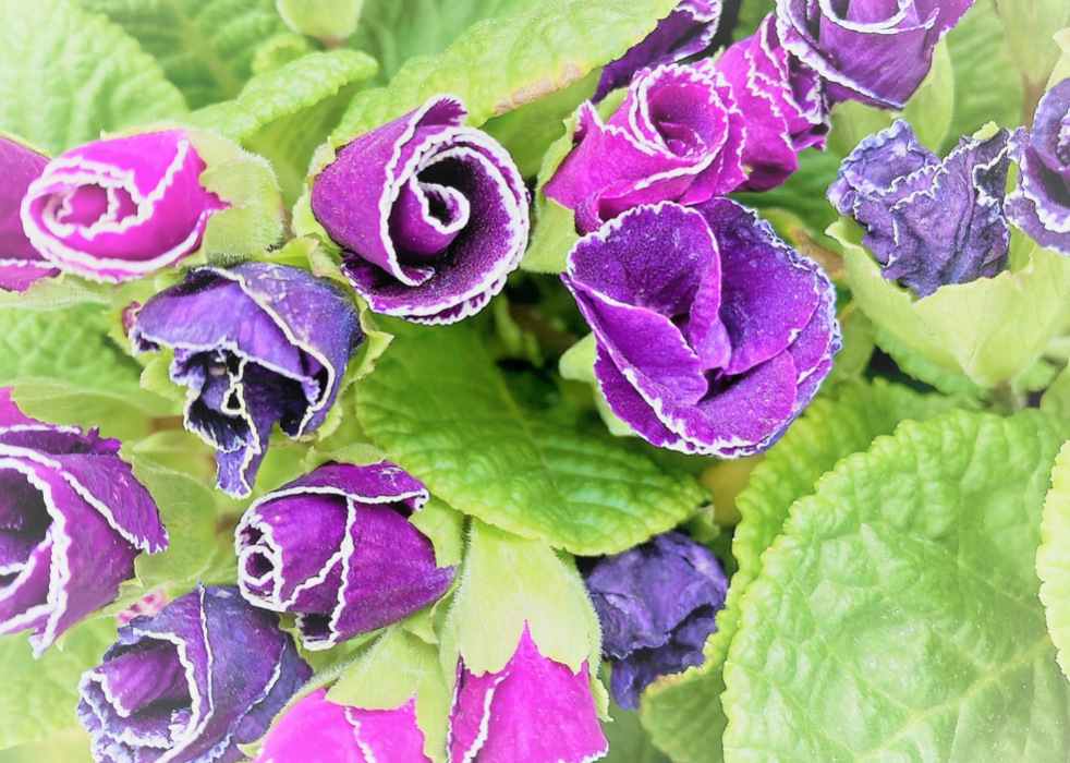 フリルの花びらがかわいいバラ咲「プリムラジュリアン紫」