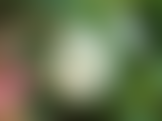 華奢でかわいいスイートアリッサム