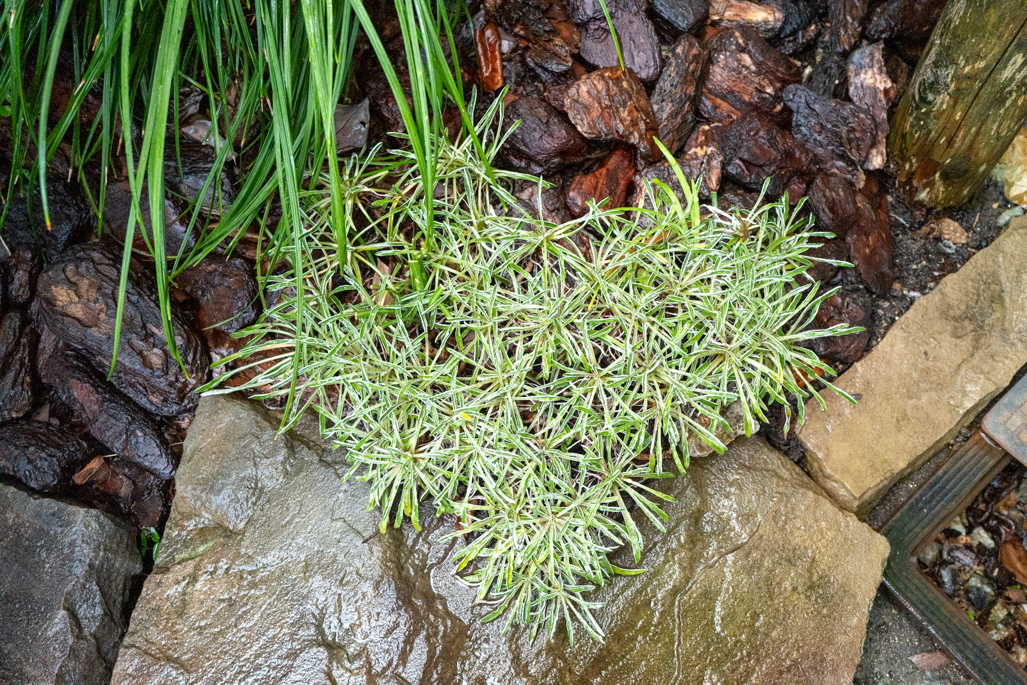 三重郡川越町 とみすはらメンタルクリニック様 植栽の手入れ
