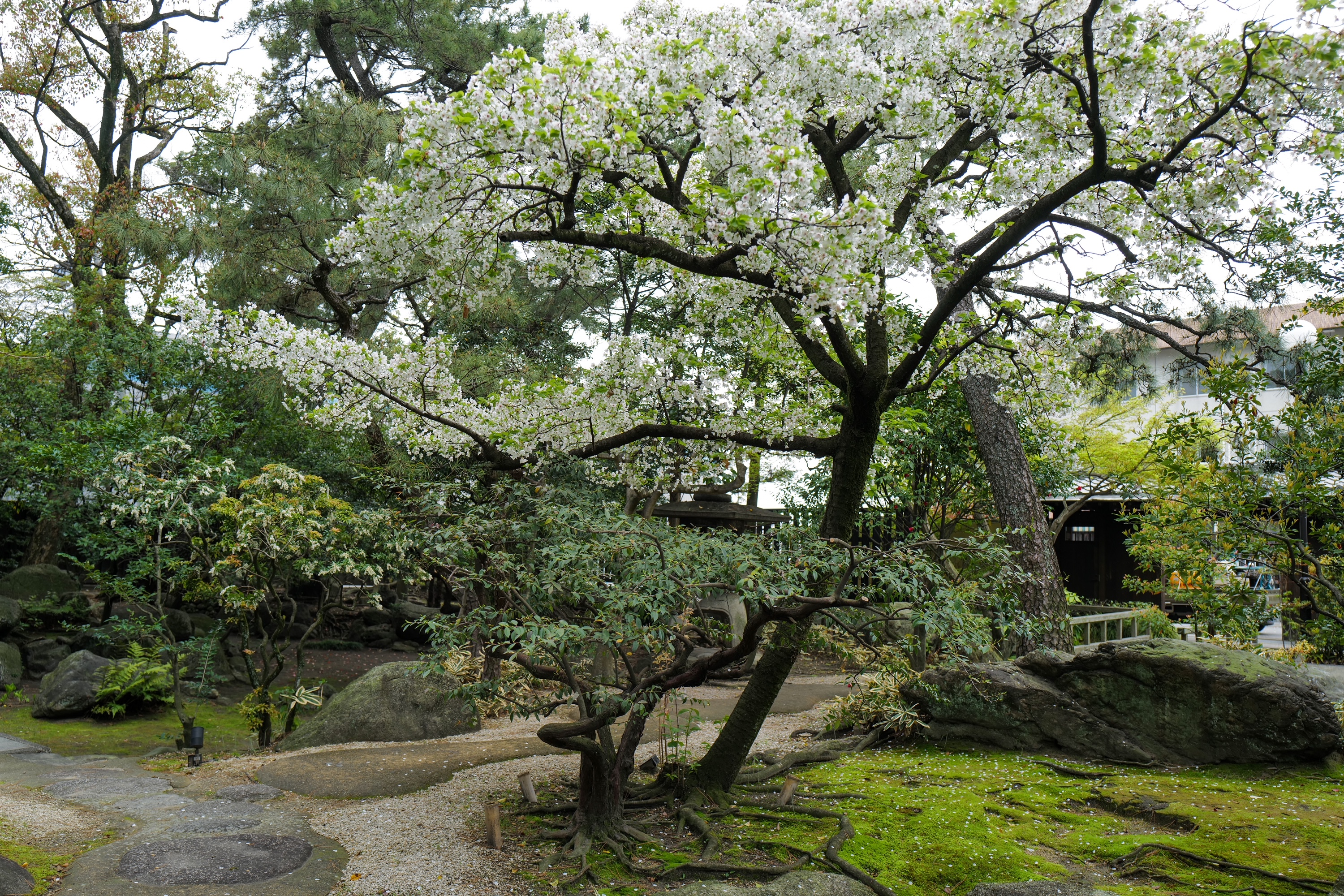 A Garden Health Check: What Soil Tells You About a Garden's Future — Soil Improvement at Onoue Villa