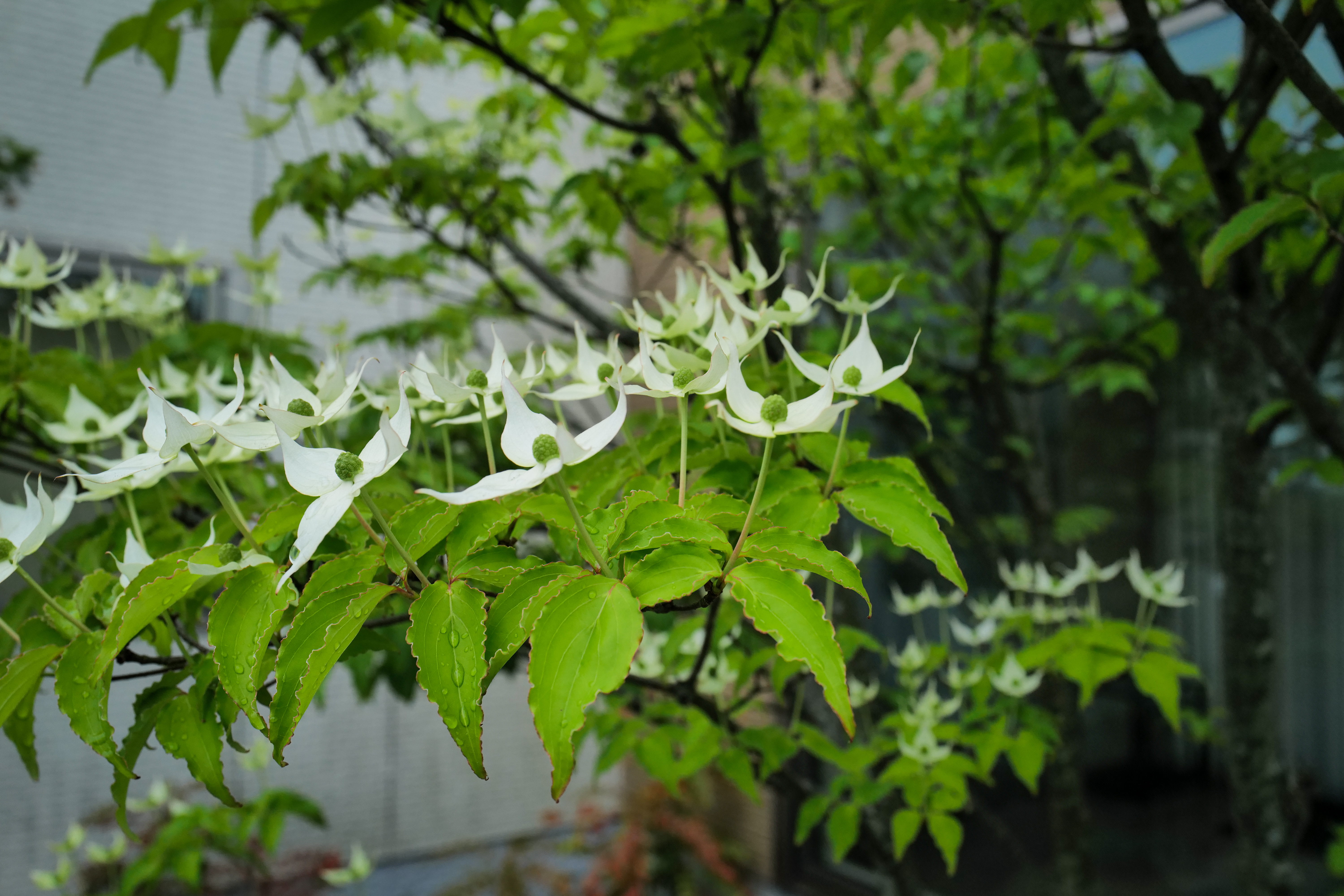 Styrax japonicus in full bloom — white flowers hanging from branches in early summer rain
