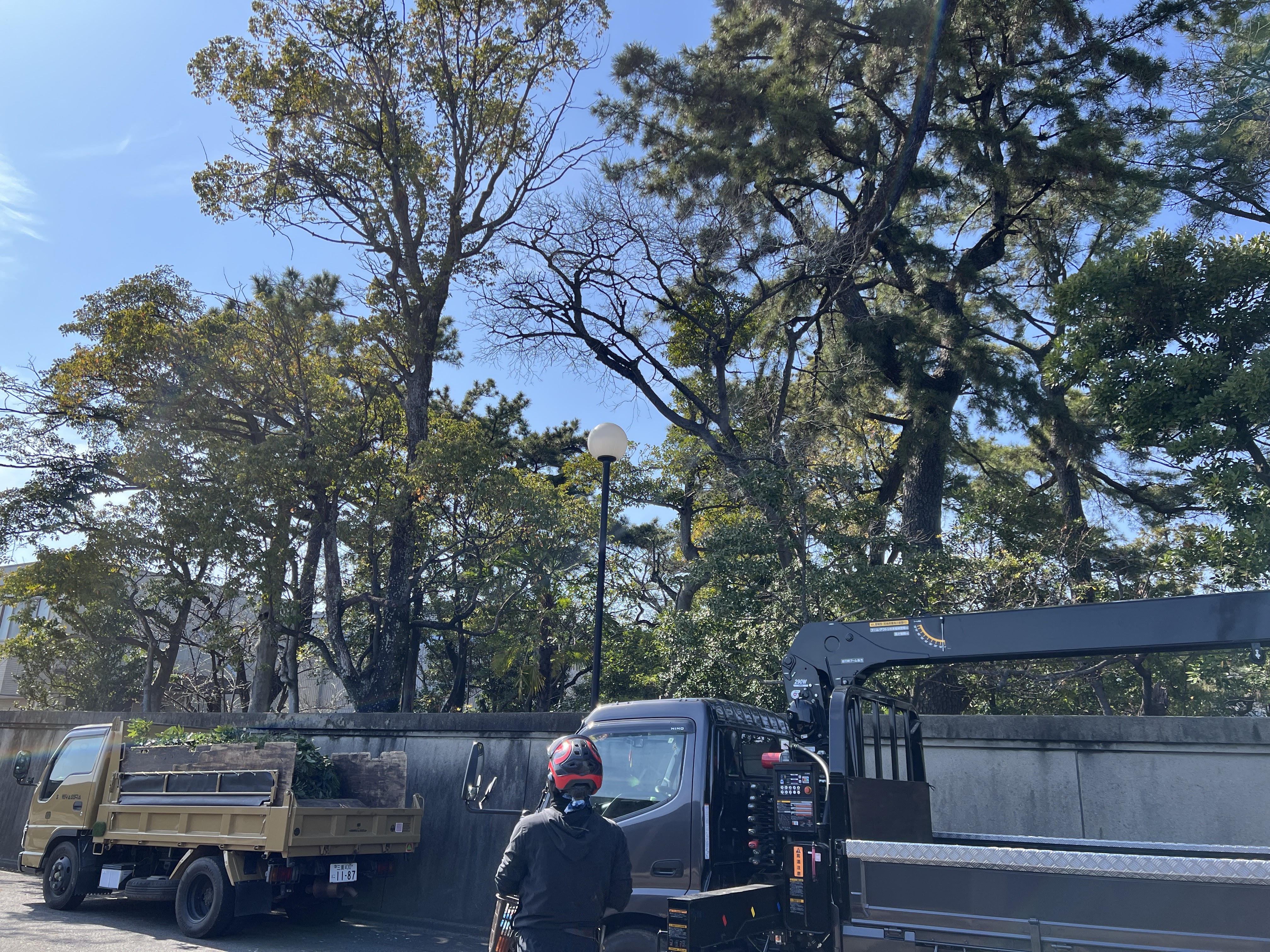 外周の越境枝・手入れ前の状態