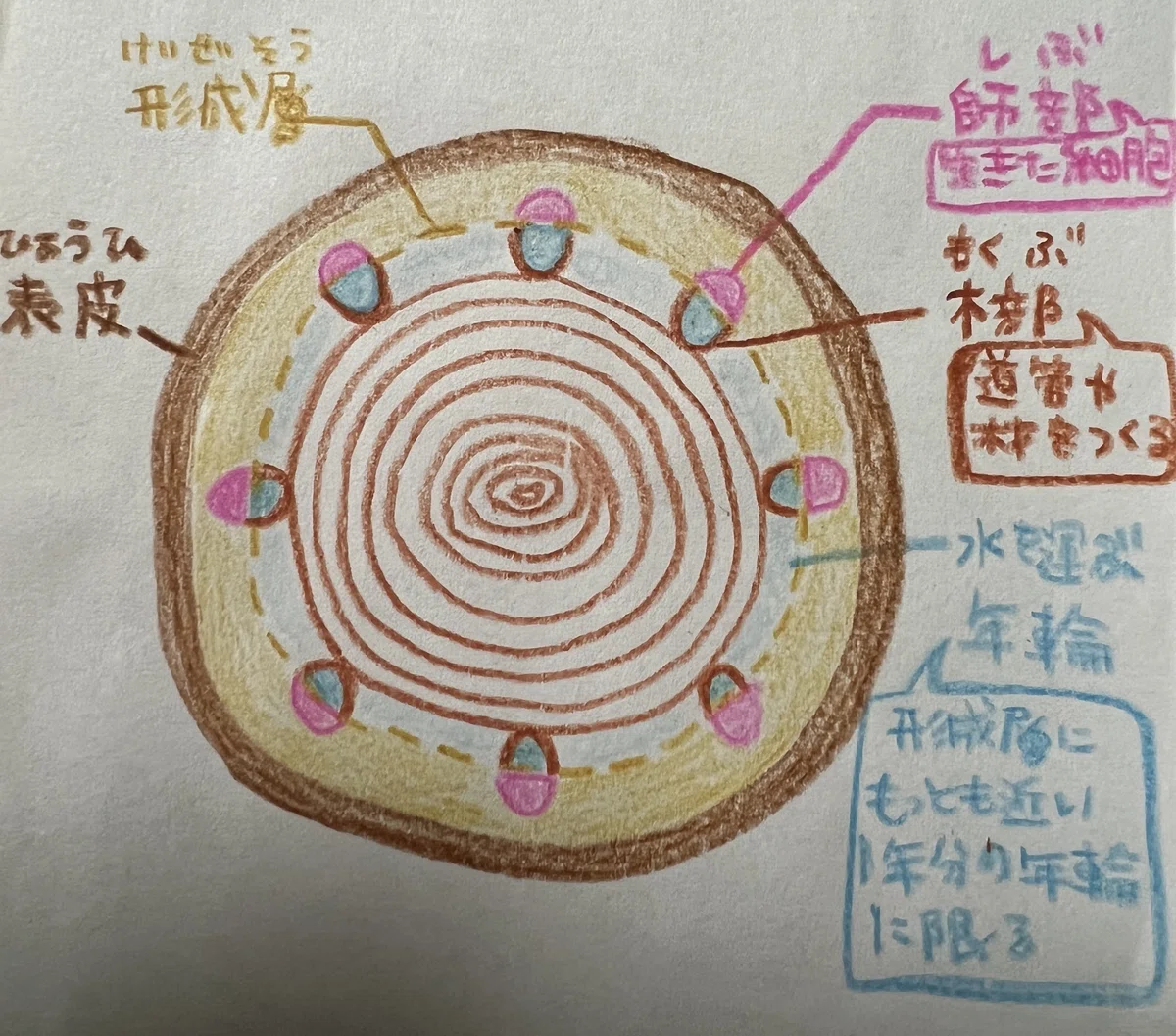 樹木の幹の断面構造と樹洞形成メカニズム
