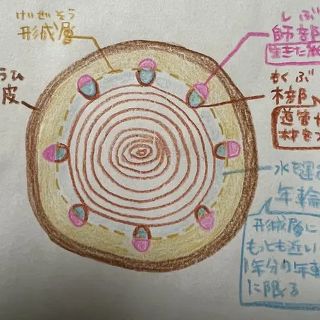 how-tree-cavities-form-wood-biology