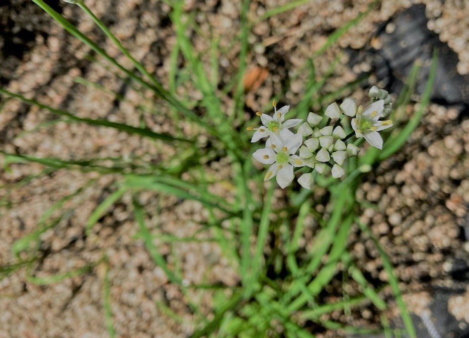 小さな白い花が咲きました 秋の季語 ニラ のハナ Static Wixstatic Com Media B9f5 Ca1c7d98fac Mv2 Jpg V1 Fit W 932 2ch 672 2cal C 2cq 80 File Jpg21 09 29t23 16 01 544z