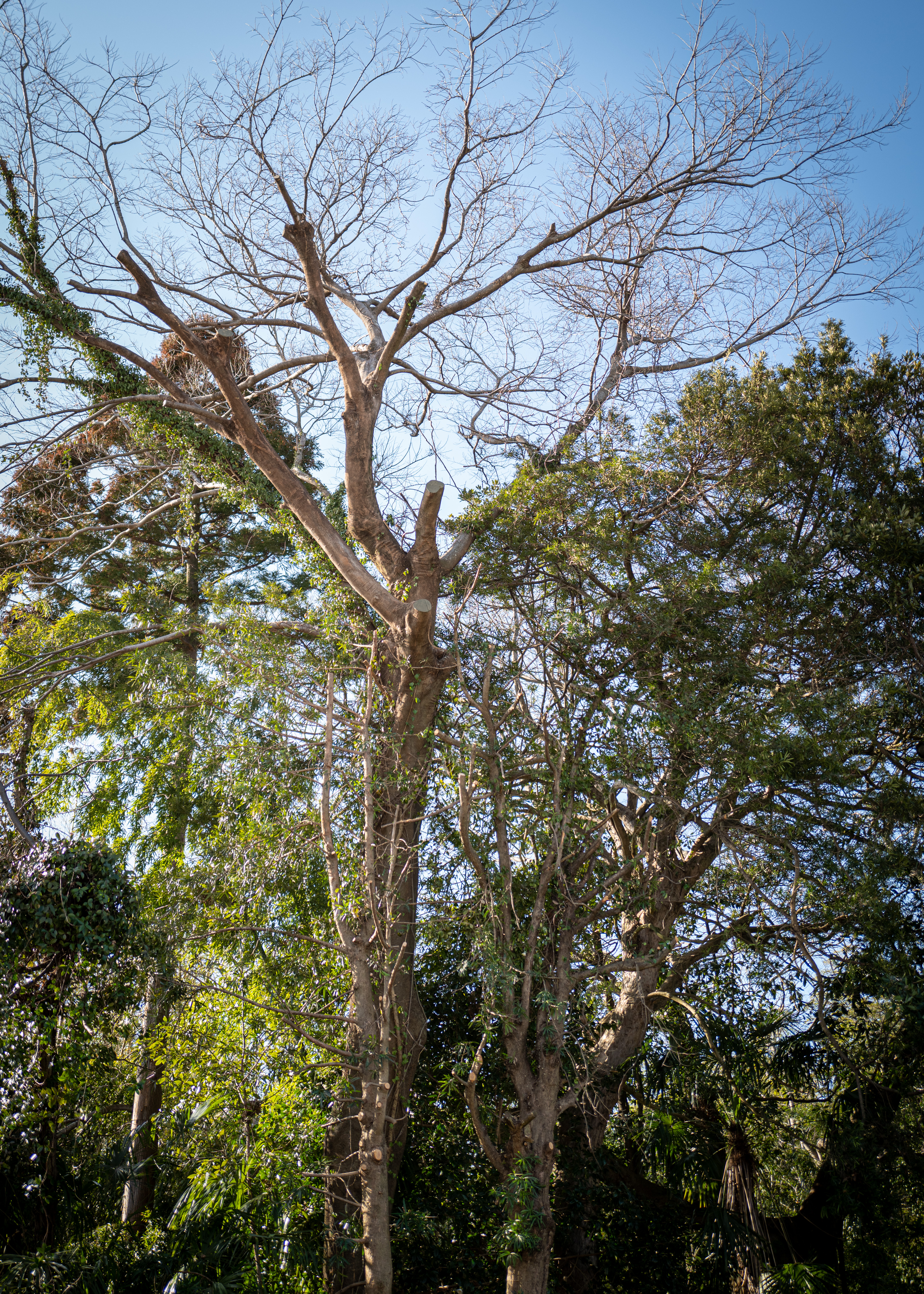 Pruning and felling specialist in Mie Prefecture — Sentei-ya Sora