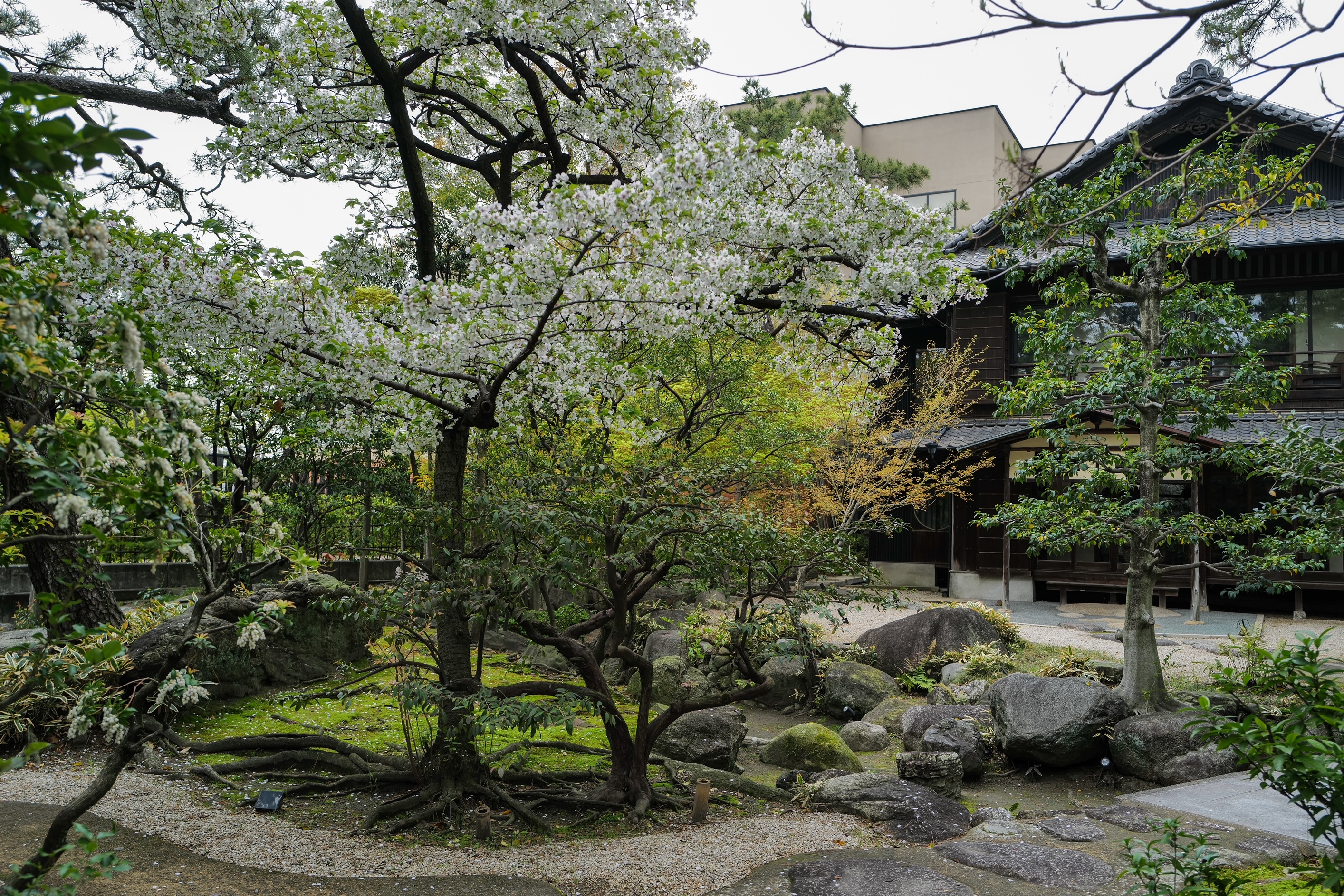 桜が咲く春の尾上別荘庭園。見えない土の中から、庭全体の健全性を整えていく。