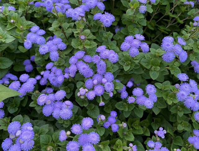 ポンポンとフワフワな花 アゲラタム三重県剪定伐採お庭のお手入れ専門店 剪定屋空 ポンポンとフワフワな花 アゲラタム三重県剪定伐採お庭のお手入れ専門店 剪定屋空