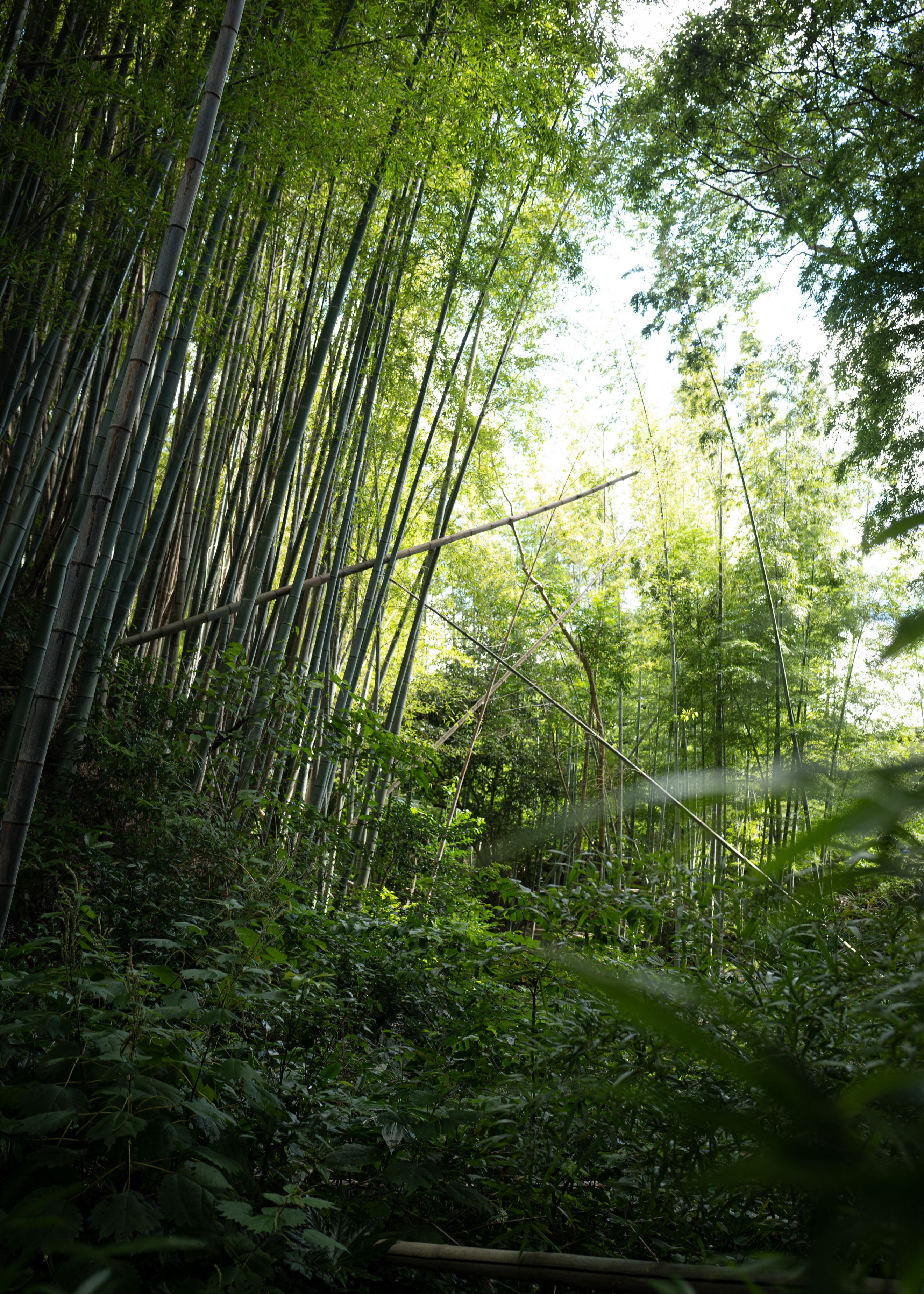 持続可能な竹林管理とは