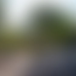 一陽来復。でっかいシマトネリコが迎えてくれる庭の手入れ