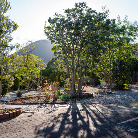 一陽来復。でっかいシマトネリコが迎えてくれる庭の手入れ