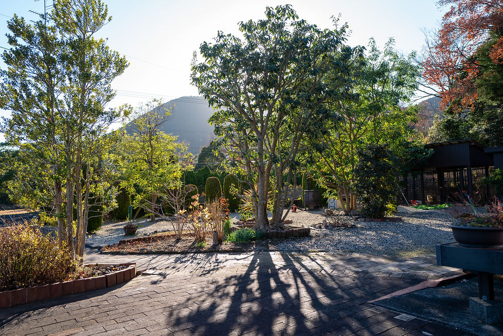 一陽来復。でっかいシマトネリコが迎えてくれる庭の手入れ