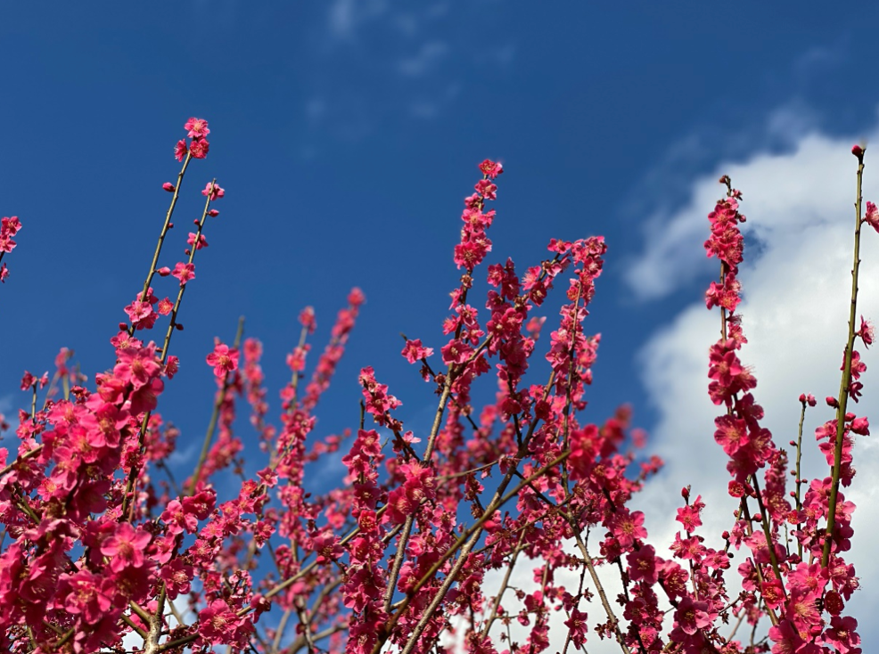 シダレウメ 花梅 0 6m露地 1年間枯れ保証 1本 春に花が咲く木 赤花 憧れ 赤花 シダレウメ 花梅 0 6m露地 1年間枯れ保証 1本 春に花が咲く木 赤花 憧れ 赤花