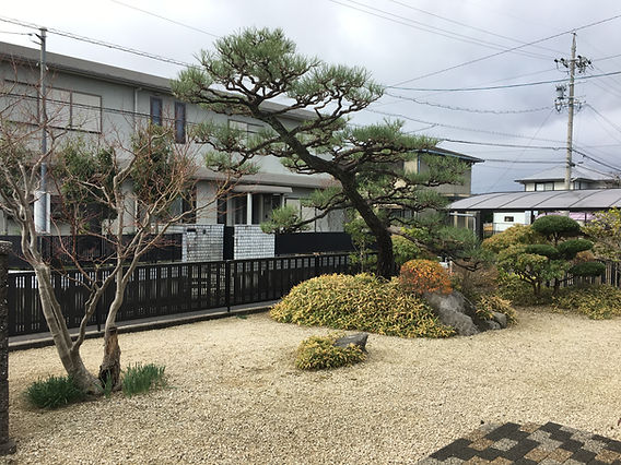 四日市市にて黒松の剪定剪定屋空