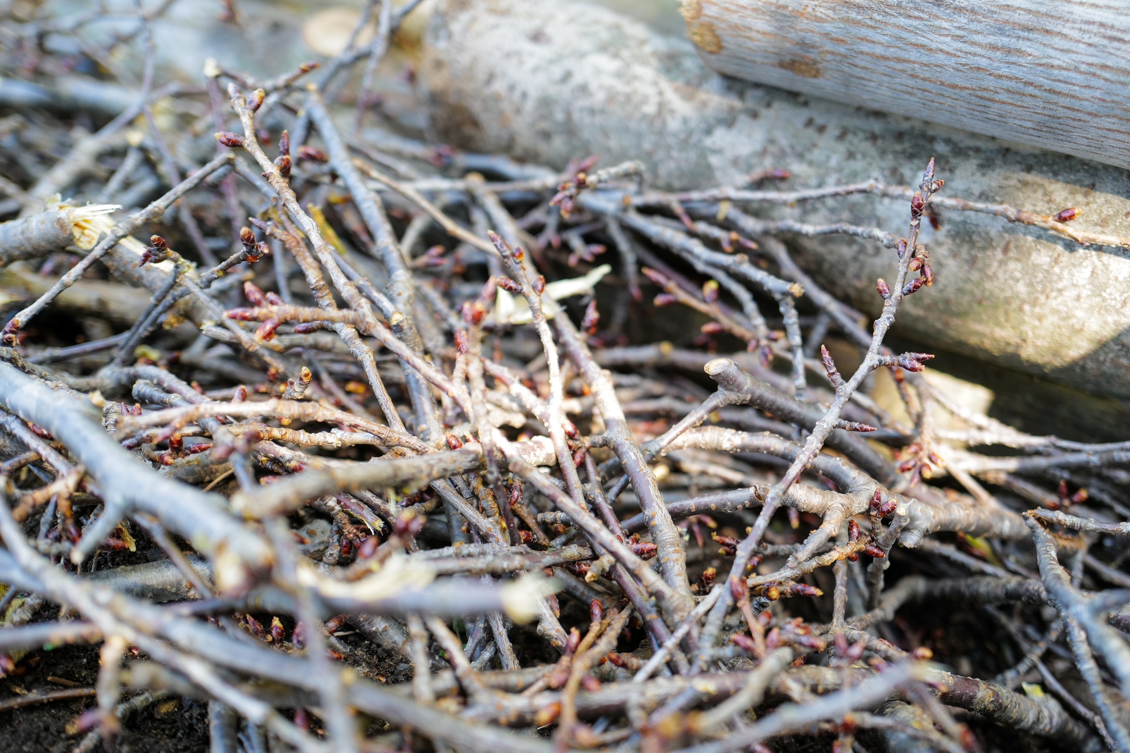 Brushwood (soda) branches being woven in slalom pattern between stakes on eroded bamboo slope