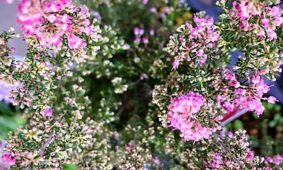 花言葉はネガティブ 小さな花が可憐な エリカ 三重県剪定伐採お庭のお手入れ専門店 剪定屋空