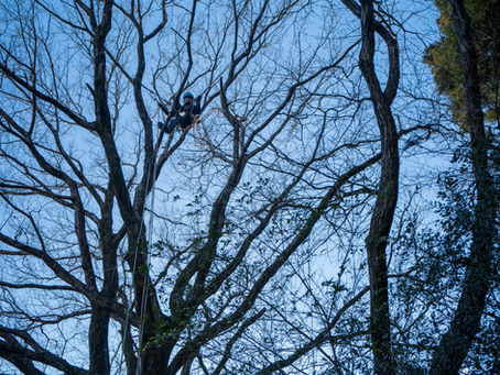 高所作業の準備と、庭のコナラの手入れ