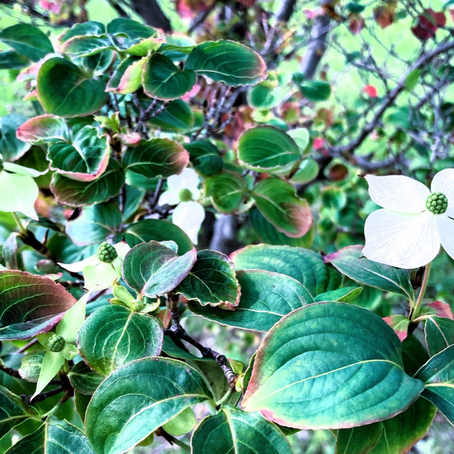 返り咲き？狂い咲き？11月に咲いた白い花ヤマボウシ